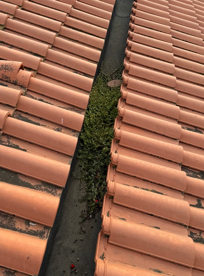 Gutter blocked by vegetation